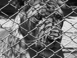 lioness behind a fence in black and white with an intimidating look