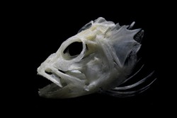 Arowana fish head bone with black background