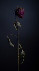 dried rose on dark background