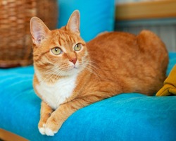 A red tabby cat is sitting on a blue sofa. Pets, cats. Care and pet food.