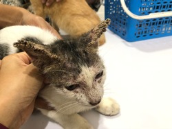 Close up to the cat with sarcoptic mange.