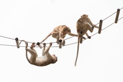 Young monkeys hanging on rope ladder on white background; Naughty monkeys playing on rope ladder happily.