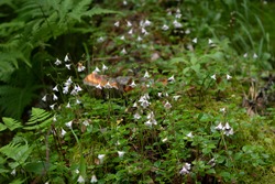Twinflowers (Linnaea Borealis) growing in a lush finnish forest