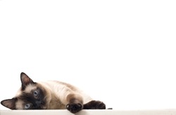 An Isolated Siamese Cat Staring and Lying Down on A White Background