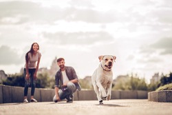 Romantic couple is on a walk in the city with their dog labrador. Beautiful young woman and handsome man are having fun outdoors with golden retriever labrador.