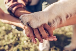 Hands and paws of all family members. Father, mother, daughter and dog are taking hands together