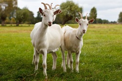 Three goats on green pasture looking at camera