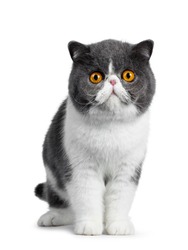 Cute blue with white young Exotic Shorthair cat, standing facing front. Looking curious straight into lens with amazing round orange eyes. Isolated on white background. 
