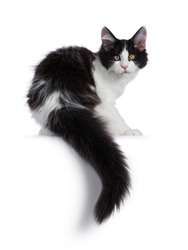 Cute black / white harlequin Maine Coon cat kitten, sitting backwards. Looking over shoulder straight to camera  with bright eyes. Isolated on white background.