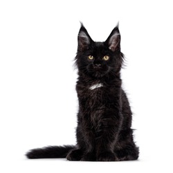 Cute solid black Maine cat kitten, sitting  facing front. Looking straight ahead to camera with golden eyes. Isolated on white background.