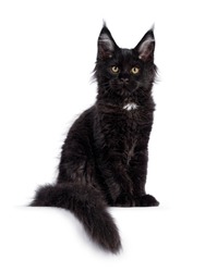 Cute solid black Maine Coon cat kitten, sitting side ways facing front. Looking straight ahead to camera with golden eyes. Isolated on white background. Long tail hanging over edge.