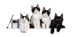 Perfect row of 4 black and white Maine Coon cat kittens, sitting / laying beside each other with can of paint. All looking straight at camera with yellow / golden eyes. Isolated on white background.