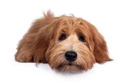 Adorable red / abricot Labradoodle dog puppy, layingflat face down facing front, looking towards camera with shiny dark eyes. Isolated on white background. Mouth closed, head on floor.
