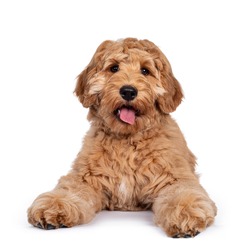 Cute 4 months young Labradoodle dog, laying down facing front. Looking straight at camera with shiny eyes. Isolated on white background.