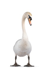 Beautiful male white Mute swan, standing facing front. Looking to camera. Head in curve. Isolated on white background.