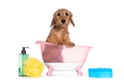 Cute blond mini Wirehair Kanninchen Dachshund pup, sitting in pink bath. Front paws on edge and looking towards camera. Isolated on white background.