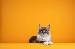 Handsome silver young Maine Coon cat, laying down facing front with paws over edge. Isolated on yellow orange background.