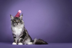 Handsome young black silver tabby Maine Coon cat, sitting up on edge wearing pink glitter birthday hat. Looking straight to camera. Isolated on solid purple background.