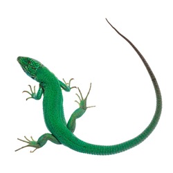 Top view of Western Green Lizard aka Lacerta bilineata. Isolated on white background.