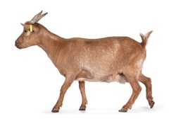 Mature adult goat, walking side ways. Isolated on white background.