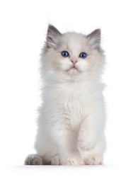 Cute blue bicolor Ragdoll cat kitte, sitting up facing front with one paw playful in air. Looking towards camera with blue eyes. Isolated on a white background.