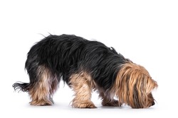 Scruffy adult black gold Yorkshire terrier dog, standing side ways and sniffing ground. Isolated on a white background.