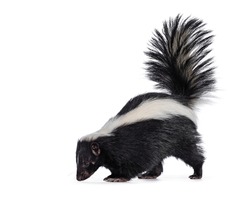Cute classic black with white stripe young skunk aka Mephitis mephitis, standing side ways. Looking  towards floor with tail high up. Isolated on a white background.