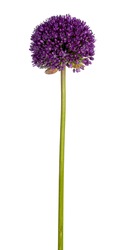 Side view of purple Giant onion flower aka Allium giganteum. Round head on green stem. Isolated on a white background.
