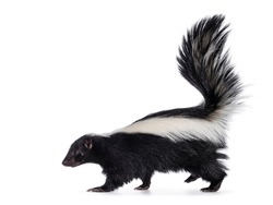 Cute classic black with white stripe young skunk aka Mephitis mephitis, walking side ways. Head up looking straight ahead with tail high up. Isolated on a white background.