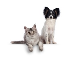 Maine Coon cat and Papillon dog sitting and laying down together on edge. Both looking towards camera. Isolated on a white background.