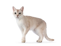 Young adult Burmilla cat, walking side ways. Looking beside camera. Isolated on a white background.