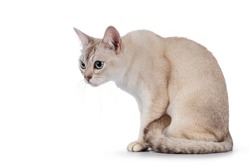 Young adult Burmilla cat, sitting side ways. Head down looking to the side away from camera. Isolated on a white background.