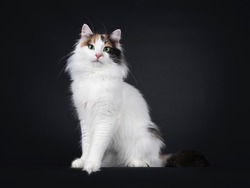 Adult tortie Turkish Van cat, sitting side ways. Looking towards camera with mesmerizing green eyes. Isolated on a black background.