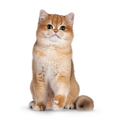 Cute golden shaded British Shorthair cat kitten, sitting up facing front. Looking towards camera with big round eyes. Isolated on a white background.