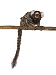 Cute common marmoset monkey aka Callithrix jacchus, sitting side ways on branch. Looking straight to camera with tail hanging down. Isolated on a white background.