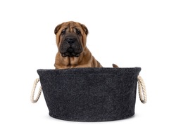 Adorable Shar-pei dog pup, sitting in grey felt basket. Looking away from camera with cute droopy eyes. isolated on a white background.