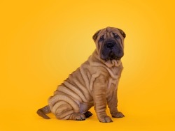 Adorable Shar-pei dog pup, sitting up side ways. Looking towards camera with cute droopy eyes. Isolated on a sunflower yellow background.