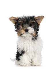 Adorable Biewer Yorkshire Terrier dog puppy, sitting up facing front. Looking towards camera. Isolated on a white background.