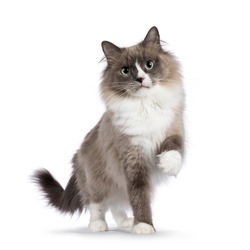 Beautiful adult mink Ragdoll cat, standing facing camera. Looking straight in lense with mesmerising aqua greenish eyes. One paw playful lifted. Isolated on a white background.
