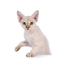 Chocolate tabby blotched tonkinese pointed longhair LaPerm cat kitten, standing behind edge. Looking to camera. One paw lifted. Isolated on a white background.
