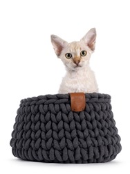 Chocolate tabby blotched tonkinese pointed longhair LaPerm cat kitten, sitting in a gray knitted basket. Looking towards camera. Isolated on a white background.