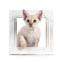 Chocolate tabby blotched tonkinese pointed longhair LaPerm cat kitten, standing through empty picture frame. Looking to camera. Isolated on a white background.