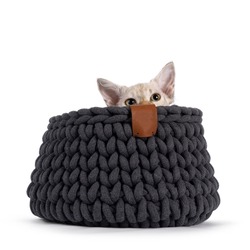 Chocolate tabby blotched tonkinese pointed longhair LaPerm cat kitten, hiding in a gray knitted basket. Looking just over edge playing peek a boo. Isolated on a white background.