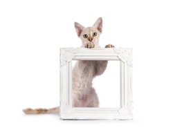 Chocolate tabby blotched tonkinese pointed longhair LaPerm cat kitten, standing behind empty picture frame. Looking to camera. Isolated on a white background.