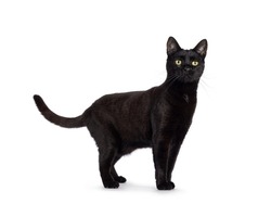 Black adult house cat, standing up side ways. Looking straight to camera. Isolated on a white background.