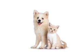Adorable fluffy Pomsky dog pup, sitting together with British Shorthair cat kitten. Looking towards camera. Isolated on a white background.