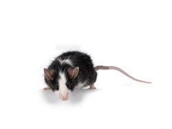 Adorable black with white mouse, standingfacing front on edge. Looking towards camera. Isolated on a white background.