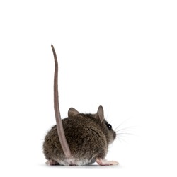 Backside of plain house mouse aka Mus Musculus, standing backwards with tail up. Looking away from camera. Isolated on a white background.