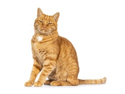Cool male ginger senior house cat, sitting up side ways. Looking straight to camera. Isolated on a white background.