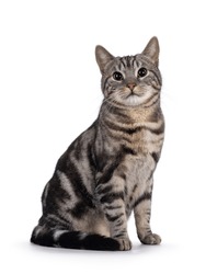 Adorable male young European Shorthair cat, sitting up side ways. Looking straight to camera. Isolated on a white background.